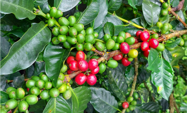 VENTA FINCA TURISMO PLANTACION CAFETERA VERGARA CUNDINAMARCA