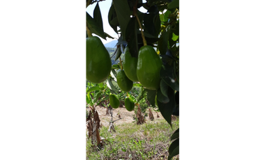 Vendo Finca en la vereda Conventos en  Caldas