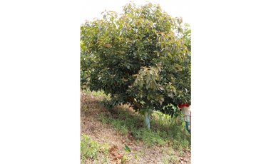 Vendo Finca en la vereda Conventos en  Caldas