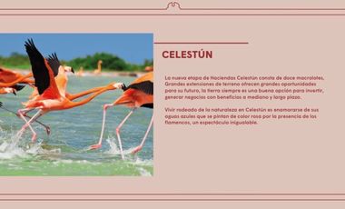 Terreno - Celestún