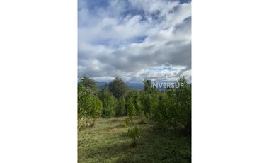 PARCELA DE 5000 M2 CON BOSQUE NATIVO Y VERTIENTE A 16 KM DE LICANRAY