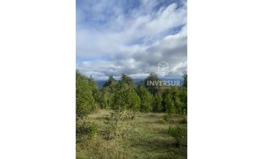 PARCELA DE 5000 M2 CON BOSQUE NATIVO Y VERTIENTE A 16 KM DE LICANRAY
