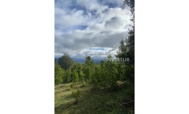 PARCELA DE 5000 M2 CON BOSQUE NATIVO Y VERTIENTE A 16 KM DE LICANRAY