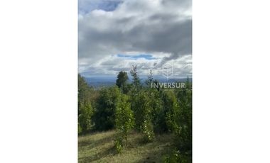 PARCELA DE 5000 M2 CON BOSQUE NATIVO Y VERTIENTE A 16 KM DE LICANRAY