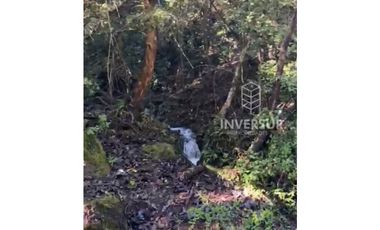 PARCELA DE 5000 M2 CON BOSQUE NATIVO Y VERTIENTE A 16 KM DE LICANRAY