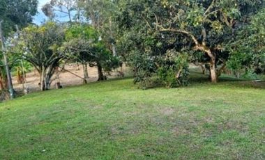 FINCA EN QUIMBAYA-QUINDO VA PANACA