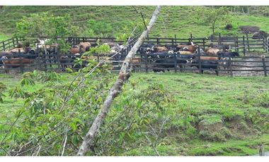 Finca ganadera productiva en san luis ant vereda La Josefina