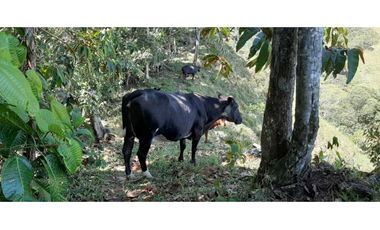 Finca ganadera productiva en san luis ant vereda La Josefina