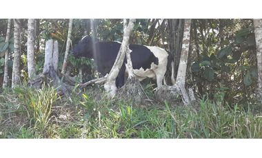 Finca ganadera productiva en san luis ant vereda La Josefina