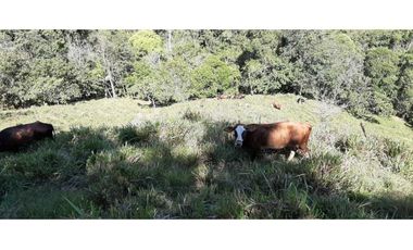 Finca ganadera productiva en san luis ant vereda La Josefina