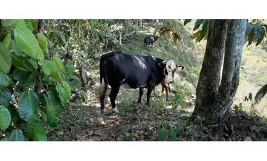 Finca ganadera productiva en san luis ant vereda La Josefina