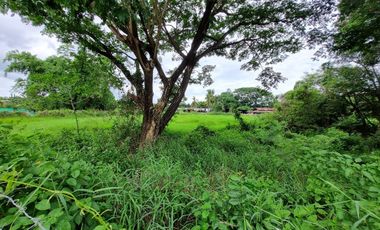 Land for sale in Nong Chom, Chiang Mai