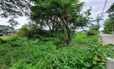 Land for sale in Nong Chom, Chiang Mai