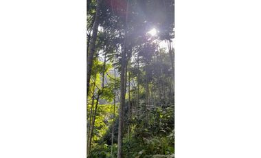 FINCA VENTA EN ANGELOPOLIS ANTIOQUIA