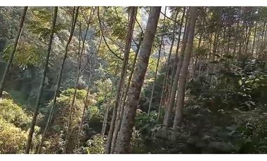 FINCA VENTA EN ANGELOPOLIS ANTIOQUIA