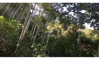 FINCA VENTA EN ANGELOPOLIS ANTIOQUIA