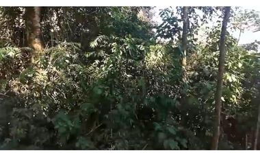 FINCA VENTA EN ANGELOPOLIS ANTIOQUIA