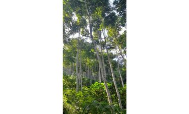 FINCA VENTA EN ANGELOPOLIS ANTIOQUIA