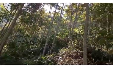 FINCA VENTA EN ANGELOPOLIS ANTIOQUIA
