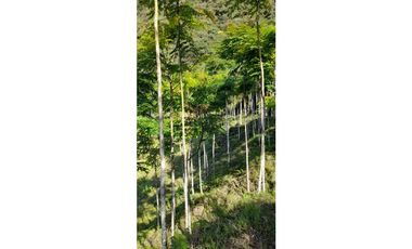 FINCA VENTA EN ANGELOPOLIS ANTIOQUIA