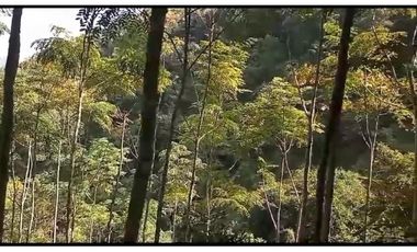 FINCA VENTA EN ANGELOPOLIS ANTIOQUIA