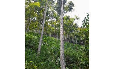 FINCA VENTA EN ANGELOPOLIS ANTIOQUIA