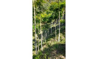 FINCA VENTA EN ANGELOPOLIS ANTIOQUIA