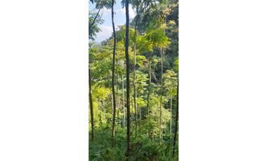 FINCA VENTA EN ANGELOPOLIS ANTIOQUIA