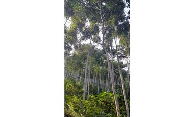 FINCA VENTA EN ANGELOPOLIS ANTIOQUIA