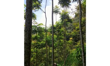 FINCA VENTA EN ANGELOPOLIS ANTIOQUIA