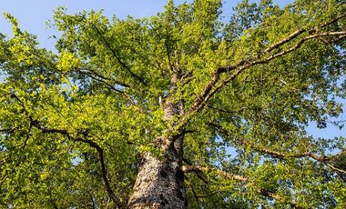 ESPECTACULARES  PARCELAS A 5 KM DE LLANQUIHUE