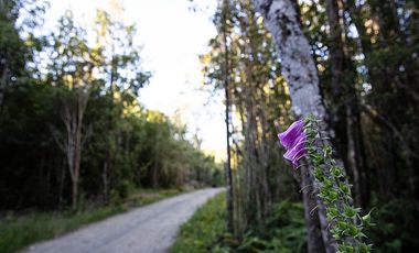 ESPECTACULARES  PARCELAS A 5 KM DE LLANQUIHUE