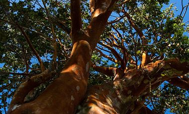 ESPECTACULARES  PARCELAS A 5 KM DE LLANQUIHUE