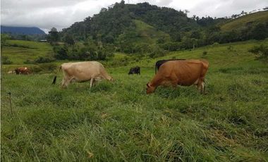 VENDO FINCA DE 20 HECTAREAS + SANTA CLARA
