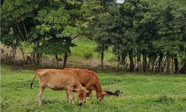 VENDO FINCA DE 20 HECTAREAS + SANTA CLARA