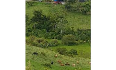 VENDO FINCA DE 20 HECTAREAS + SANTA CLARA