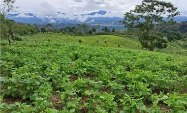 VENDO 51 HECTAREAS - SEMI PLANAS 1000M.S.N.M.