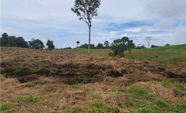 VENDO 51 HECTAREAS - SEMI PLANAS 1000M.S.N.M.