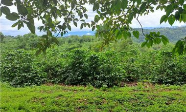 VENDO 51 HECTAREAS - SEMI PLANAS 1000M.S.N.M.