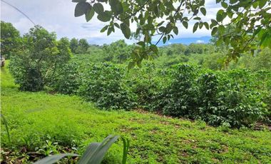 VENDO 51 HECTAREAS - SEMI PLANAS 1000M.S.N.M.