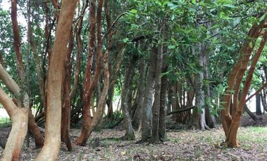 venta de tres terrenos orilla lago Ranco