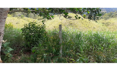 VENTA DE FINCA GANADERA EN COLÓN MARIA CHIQUITA, HERMOSA Y OPERATIVA