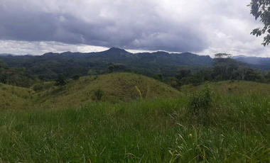 VENTA DE FINCA GANADERA EN COLÓN MARIA CHIQUITA, HERMOSA Y OPERATIVA