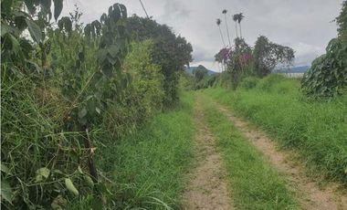 Se Vende Lote Campestre Sector Novillero 10.000m2