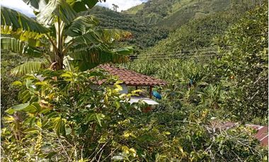 Se Vende Finca Cafetera en Quinchía Risaralda