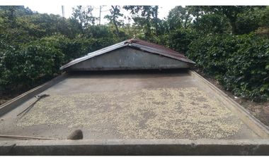 Se Vende Finca Cafetera en Quinchía Risaralda