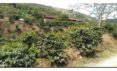 Se Vende Finca Cafetera en Quinchía Risaralda