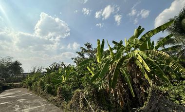 Land for sale in Nong Chom, Chiang Mai