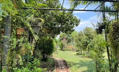 3 Bedroom House for sale in Ban Du, Chiang Rai