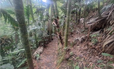 Venta Lote Sur Tebaida Quindio- Colombia COD: 7786802